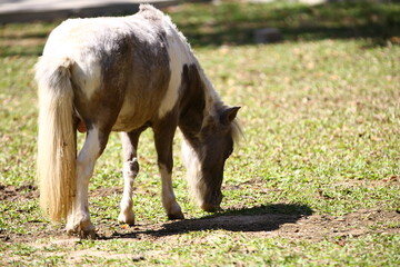 Fototapeta premium horse and foal