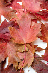 Fall Maple leaves on a white background