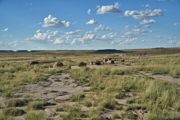 Fototapeta premium Petrified Forest National Park in Arizona USA