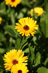 Honeybee on yellow calendula flower in garden