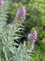 close up of lavender flowers