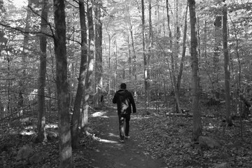 Obraz premium Fall forest along a river