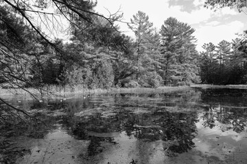 Fall forest along a river