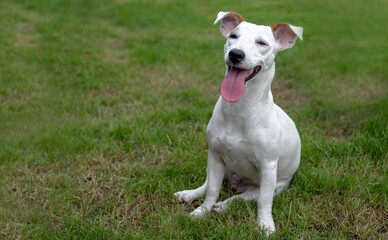 Happy smile of Jack russel puppy dog on green park