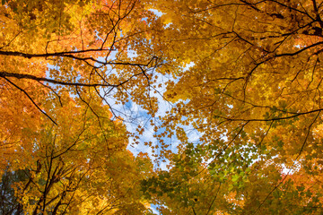 Yellow Autumn maple leaves, looking upward to blue sky, Ontario, Canada