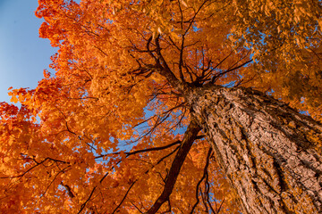 Bright orange autumn sugar maple leaves, looking up the trunk of a maple tree, Ontario, Canada - obrazy, fototapety, plakaty