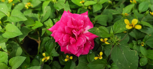 pink and yellow flower