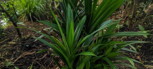 Pandan plant, Indonesian food fragrance recipe