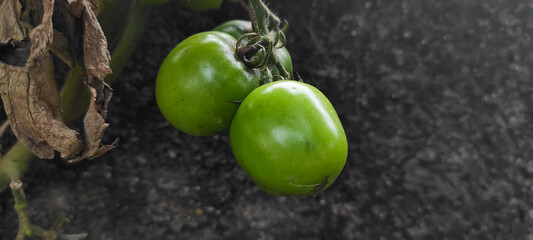 light green tomatoes in farm area