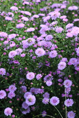 紫のイタリアンアスター