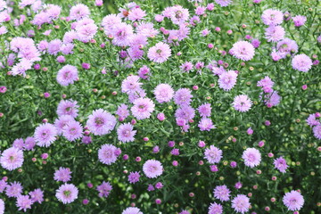 紫のイタリアンアスター