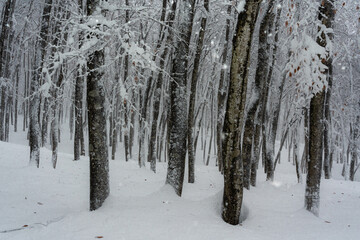 雪の積もった美人林
