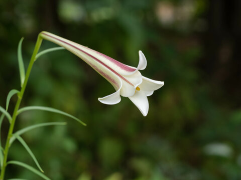 タカサゴユリ」の写真素材 | 216件の無料イラスト画像 | Adobe Stock