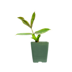 small plant pot The non-green tree named Kwak Morakot is planted in a green pot white background