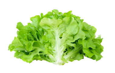 Lettuce isolated on  transparent png