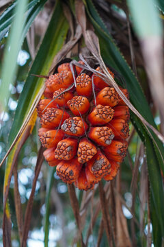 Screw Pine, Pandanus tectorius, Pandanus odoratissimus, pandan pantai, tree with fruits in tropical forest that grows around the beach