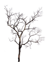 death tree with clipping path isolated on white background