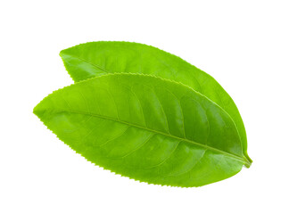 Obraz premium tea leaf isolated on transparent png