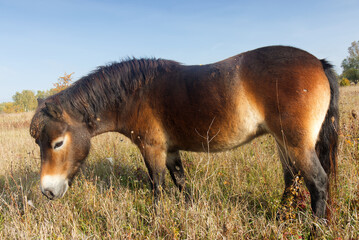 Wild Exmoor pony grazing freely in a steppe landscape, sunny autumn day shortly after sunrise. 
