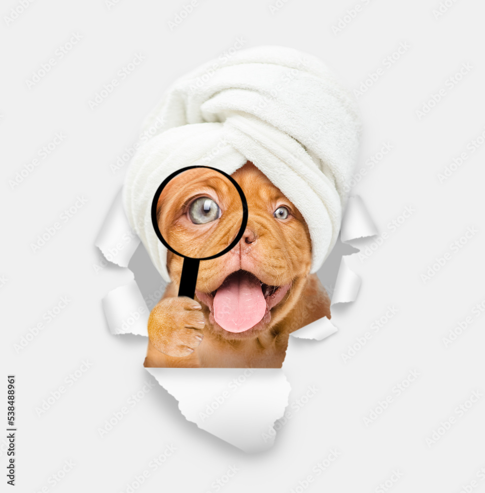 Poster happy mastiff puppy with towel on it head looks thru a magnifying lens looks through a hole in white