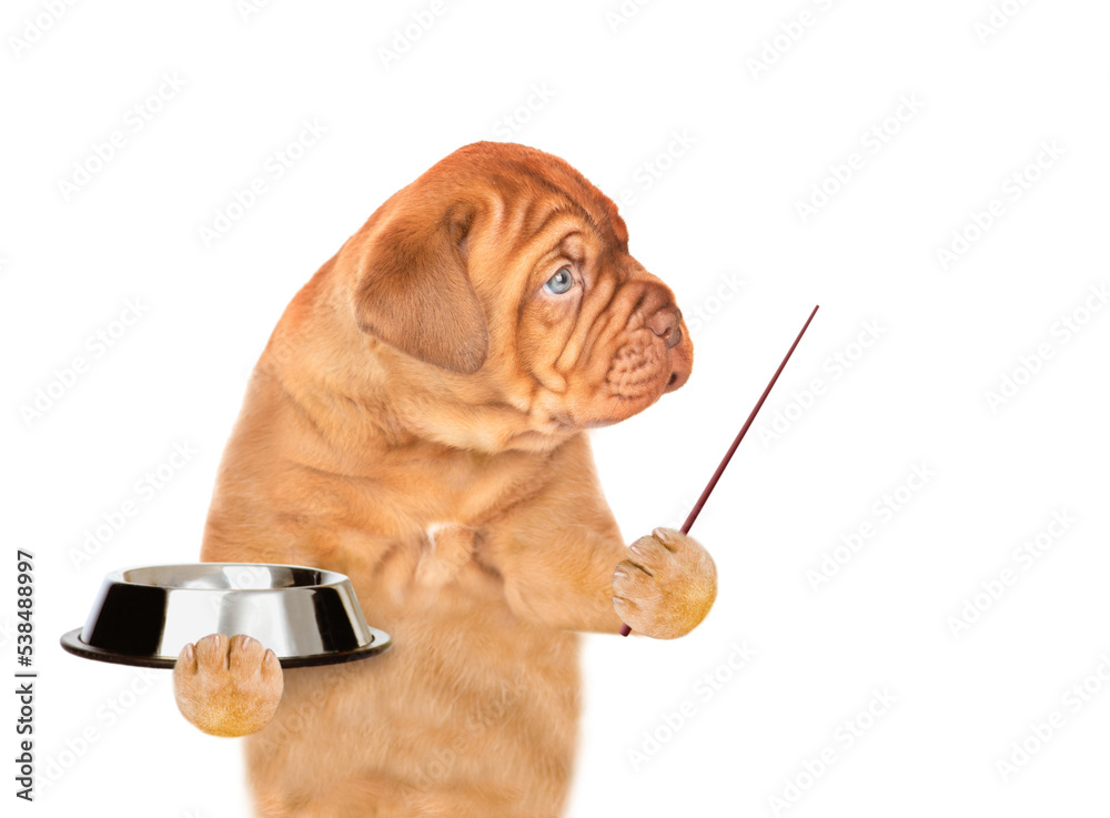 Aufkleber Mastiff puppy holding empty bowl and pointing away on empty space. isolated on white background