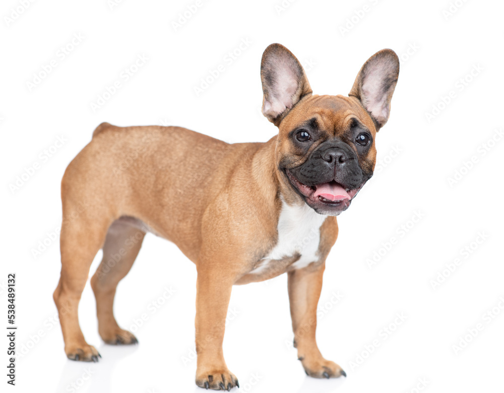 Poster french bulldog puppy standing in side view and looking at camera. isolated on white background