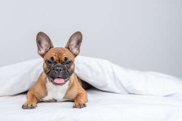 French bulldog puppy Lying under warm blanket on the bed at home. Empty space for text