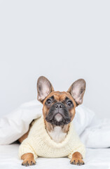 French bulldog puppy wearing warm sweater lying under warm blanket on the bed at home. Empty space for text