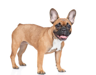 French Bulldog puppy standing in  side view and looking at camera. Isolated on white background