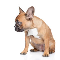 French Bulldog puppy sits in  profile and looks away on empty space. Isolated on white background