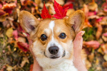 girls hands holds autumn leaves near dogs head like horns. Enjoy at autumn season