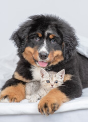 Young bernese mountain dog puppy hugs tiny kitten under warm blanket on a bed at home