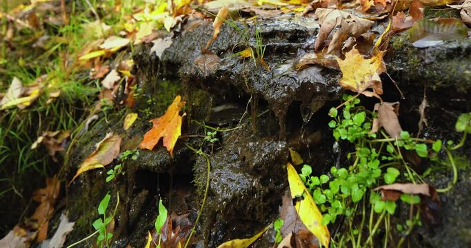Autumn video of a scenic nature scene located in Lansing NY, Emilie Jonas Nature Falls Trail, near Ithaca, New York.