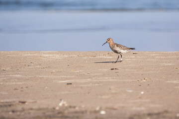 The dunlin (Calidris alpina) is a small wader, bird during the migration break, resting and feeding on the beach of the Baltic Sea. 