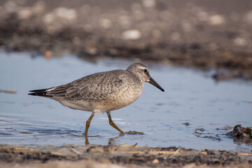 The red knot or just knot (Calidris canutus) is a medium-sized shorebird.  Juvenile bird during the migration break, resting and feeding on the beach of the Baltic Sea. 