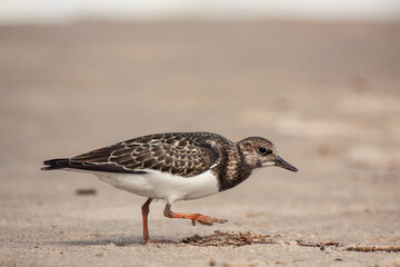  Juvenile ruddy turnstone (Arenaria interpres) is a small wading  migratory bird, orange legs, dark top and beak. Turnstone walking on the beach in search of food, in a break during migration.