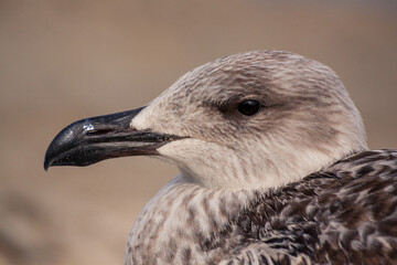 Juvenile European herring gull (Larus argentatus) is a large seagull, on the beach by the Baltic Sea.  Plumage of an juvenile gull. Blurred background. Portrait photo of the head, close-up shot.