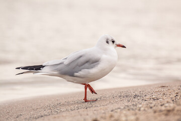 Obraz premium black-headed gull (Chroicocephalus ridibundus) is a small gull that breeds in much of the Palearctic including Europe and also in coastal eastern Canada. Seagull standing on the beach. Winter plumage.