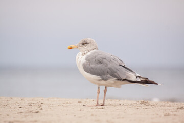 Obraz premium The European herring gull (Larus argentatus) is a large seagull, standing on the beach by the Baltic Sea. Big gray wings. Plumage of an adult gull. Blurred background.