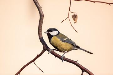 Great tit (Parus major) is a passerine bird in the tit family Paridae. This little bird is a frequent visitor to the bird feeder during winter. Birds that lives close to a human.