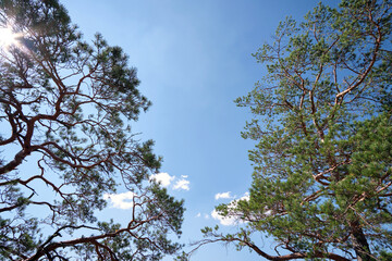 Crown of large old evergreen spruce tree against blue sky