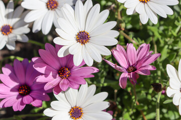 purple and white flowering african daisy osteospermum blooms in garden