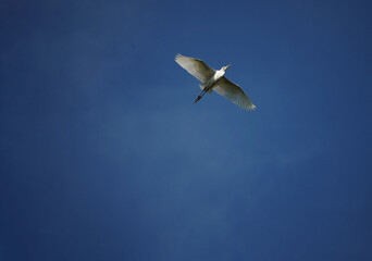 Bird in the sky