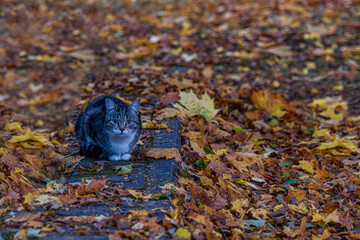 A cat in colored maple leaves in the fall...