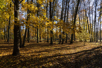 Tree trunks, colored leaves in the fall park.