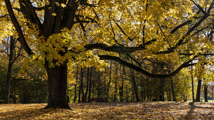 A large maple tree with yellow leaves in the fall...
