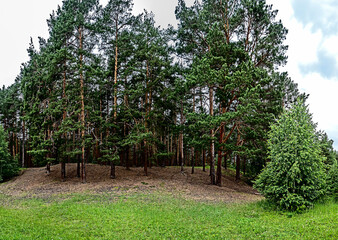 green clean large forest clearing in summer