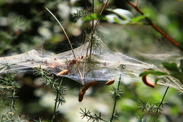 On the branches and leaves of trees spider webs of thin threads.