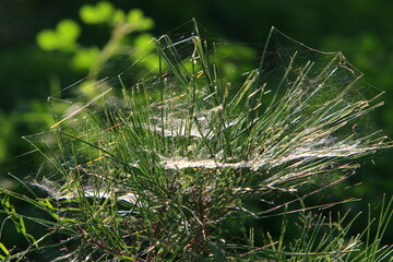 On the branches and leaves of trees spider webs of thin threads.