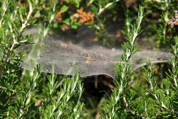 On the branches and leaves of trees spider webs of thin threads.